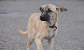 &quot;Būk mano draugas&quot; grįžta: Mičiganas (rado namus!)