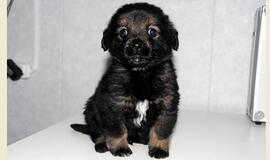 &quot;Būk mano draugas&quot;. Haroldas (rado namus!)