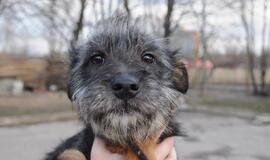 &quot;Būk mano draugas&quot;: Manka (rado namus!)