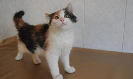 &quot;Būk mano draugas&quot;. Moli (rado namus!)