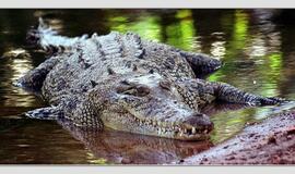 Indonezijoje dešimtmetė tapo krokodilo auka