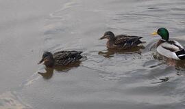 Klaipėda: VE.lt pristato sausio 31-osios įvykius