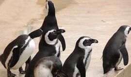 Laivų mechanikas per klaidą tapo nelegalios į Antarktidą vykstančios ekspedicijos nariu