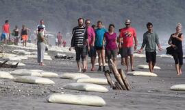 Naujojoje Zelandijoje išplėšti į sausumą išmesti laivo &quot;Rena&quot; konteineriai