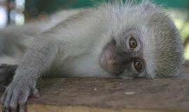 Rasta iš Kalifornijos zoologijos sodo pavogta beždžionėlė