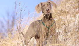 Sausio 23-ioji: vardadieniai, dangaus kūnai, istorija