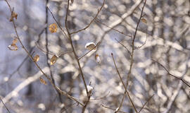 Sausio 25-oji: vardadieniai, dangaus kūnai, istorija