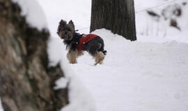 Sausio 31-oji: vardadieniai, dangaus kūnai, istorija