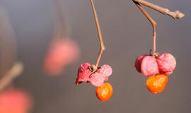 Sausio 5-oji: vardadieniai, dangaus kūnai, istorija