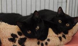 &quot;Būk mano draugas&quot;. Katytės (rado namus!)