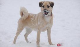 &quot;Būk mano draugas&quot;. Milka (rado namus!)