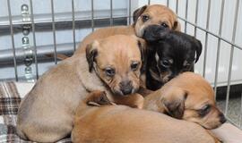 &quot;Būk mano draugas&quot;. Penketukas (rado namus!)