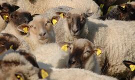 Europos avių ir ožkų ūkiuose plinta Šmalenbergo virusas