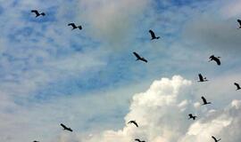 Indijos miestas Kalkuta "bus perdažytas žydrai"