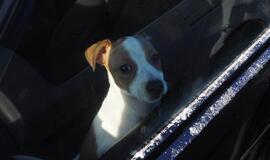 Klaipėda: VE.lt pristato vasario 13-osios įvykius