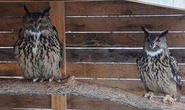 Klaipėda: VE.lt pristato vasario 24-osios įvykius