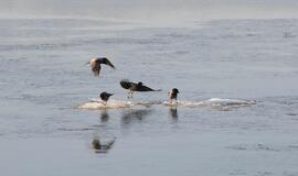 Klaipėda: VE.lt pristato vasario 3-iosios įvykius