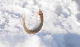 LRT "Krašto spalvose" - Neringos ir Palangos merų stintų žvejyba