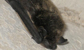 Pažadinti iš žiemos miego šikšnosparniai žūva