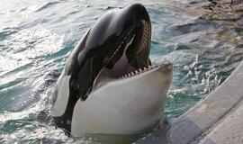 Penkios orkos "padavė į teismą" jūrų parką
