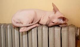 Penkiuose didžiuosiuose miestuose vėl brangsta šiluma ir karštas vanduo