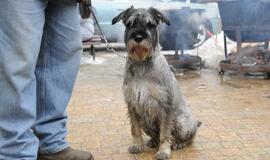 Devintoji "Palangos stinta" mušė rekordus