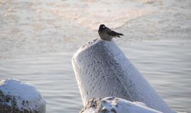 Šeštadienis prie jūros