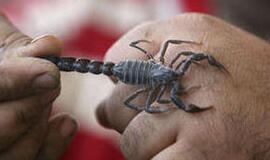 Skorpionai gali matyti kūnu, teigia JAV mokslininkai