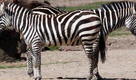 Zebrų dryžių paskirtis - apginti nuo musių