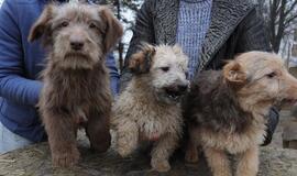 &quot;Būk mano draugas&quot;. Paiper, Priu ir Fibi