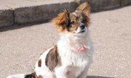 &quot;Būk mano draugas&quot;. Smartas (rado namus!)