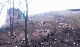 Gedimino kalne kertami medžiai