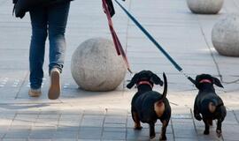 JAV gyventojai pernai naminiams gyvūnams išleido per 50 mlrd. dolerių