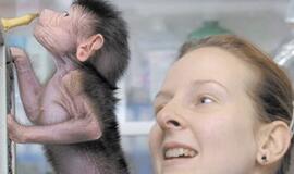 Babuinai geba atskirti rašytinius angliškus žodžius