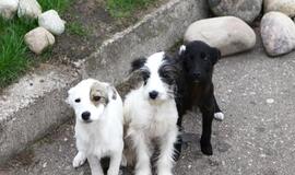 &quot;Būk mano draugas&quot;. Šansi, Šelti ir Snufis