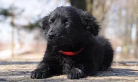 &quot;Būk mano draugas&quot;. Upė (rado namus!)