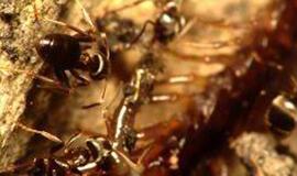 Faktai ir mitai, kurių nežinote apie skruzdes!