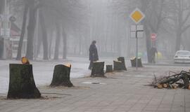 Janonio gatvėje brutaliai naikinami sveikutėliai medžiai