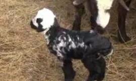 Kazachstane gimė ėriukas, ant kurio šonų matyti užrašai "Alachas" ir "Mahometas"