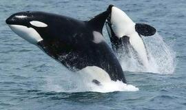 Pirmą kartą laisvėje aptikta suaugusi baltoji orka