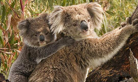 Australija: koalos paskelbtos nykstančia rūšimi