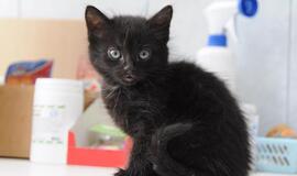 &quot;Būk mano draugas&quot;. Pūkis (rado namus!)