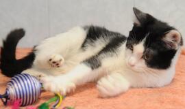 &quot;Būk mano draugas&quot;. Sendi (rado namus!)