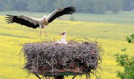 Klaipėdos savaitgalis: gimė 19 berniukų ir vos 2 mergaitės