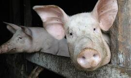 Nubausta netinkamai kiaulių gaišenas tvarkiusi ferma