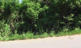 Girtas vairuotojas automobilį "paslėpė" krūmuose