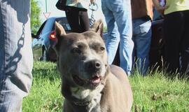 Nedidelė avarija sukėlė didelius rūpesčius