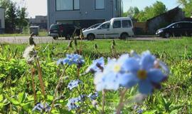 Svajonių gatvėje - visai ne svajonių rytas