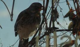 Sužieduotą paukštį palaikė šnipu