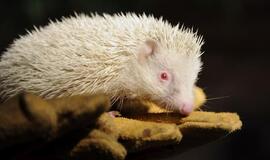 Albinosai - dievų ar šėtono įsikūnijimas?